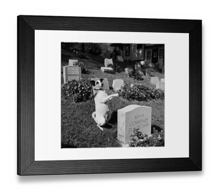 Framed Print : Animal Graveyard Framed Print : Animal Graveyard