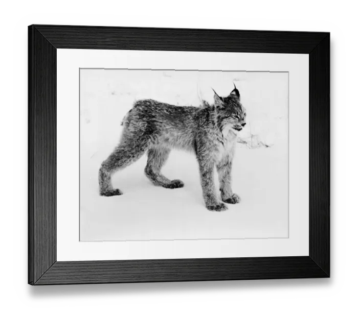 Framed Print : Lynx. circa 1950: Tonga, a pet Lynx, in its natural snow covered environment Framed Print : Lynx. circa 1950: Tonga, a pet Lynx, in its natural snow covered environment