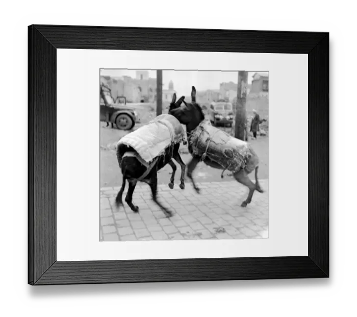 Framed Print : Donkey Play