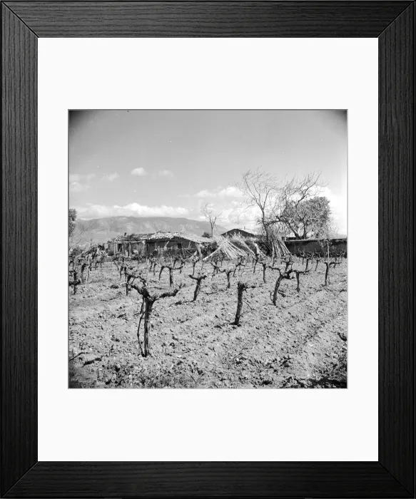 Framed Print : Bare Vines