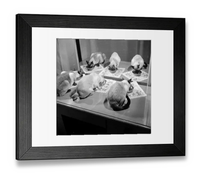 Framed Print : Catty Reflections Framed Print : Catty Reflections