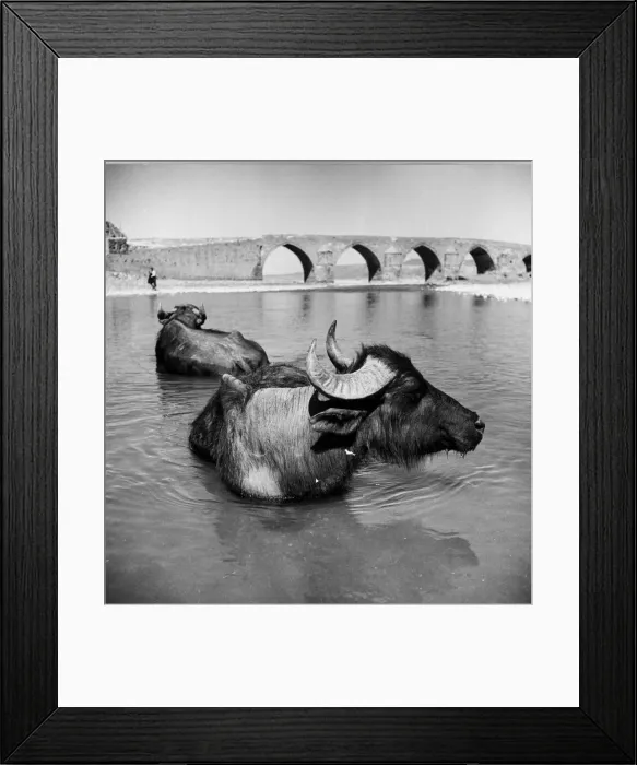 Framed Print : Water-Buffalo Framed Print : Water-Buffalo