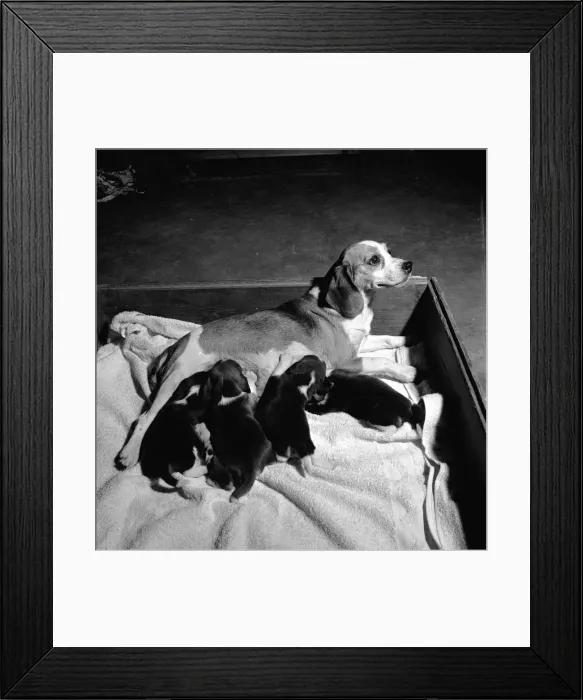 Framed Print : Suckling Pups Framed Print : Suckling Pups