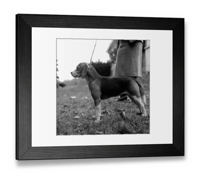 Framed Print : Beagle. circa 1955: The beagle is a popular breed used as either a house