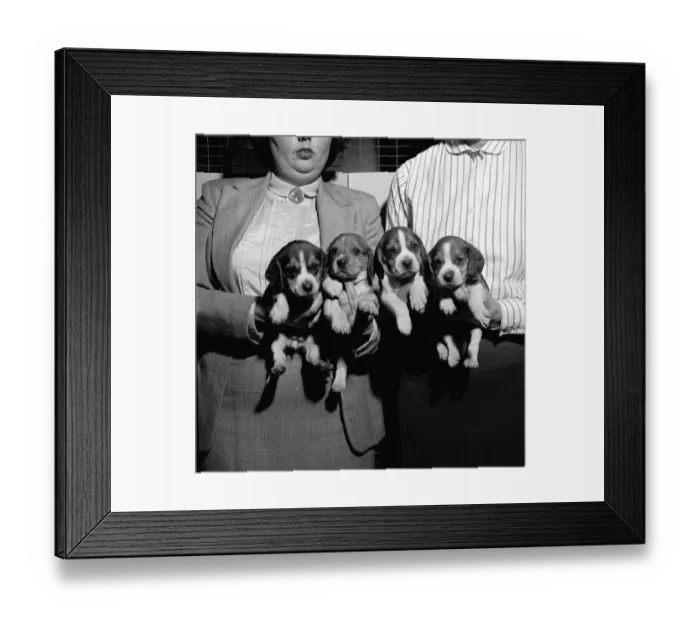 Framed Print : Beagle Pups