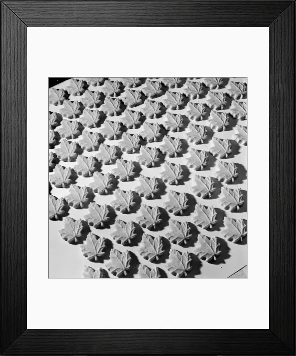 Framed Print : Plaster Maple Leafs Framed Print : Plaster Maple Leafs