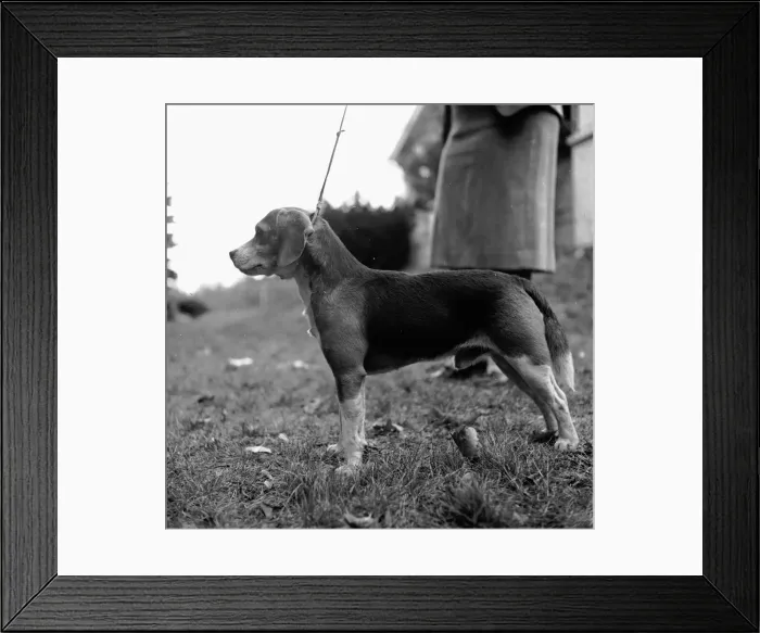 Framed Print : Beagle. The beagle is a popular breed used as either a house pet or as a hunting dog Framed Print : Beagle. The beagle is a popular breed used as either a house pet or as a hunting dog