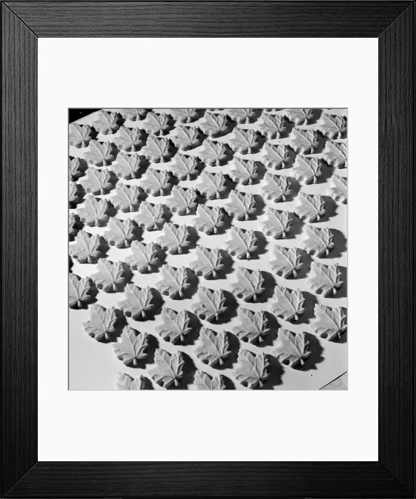Framed Print : Plaster Maple Leafs Framed Print : Plaster Maple Leafs