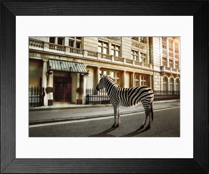 Framed Print : zebra crossing on the road Framed Print : zebra crossing on the road