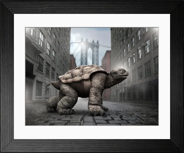 Framed Print : Tortoise ready for a race in Brooklyn Framed Print : Tortoise ready for a race in Brooklyn
