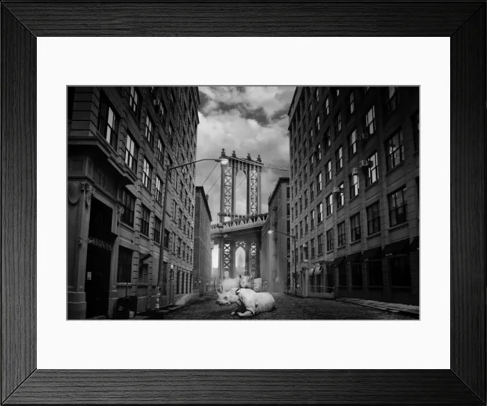 Framed Print : Pair of Rhinoceros in Brooklyn by night Framed Print : Pair of Rhinoceros in Brooklyn by night