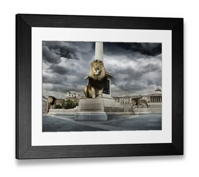 Framed Print : Lions in trafalgar square Framed Print : Lions in trafalgar square