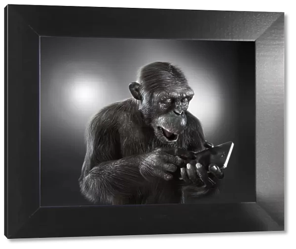 Chimpanzee with a smartphone