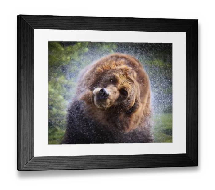Framed Print : Wet grizzly bear Framed Print : Wet grizzly bear