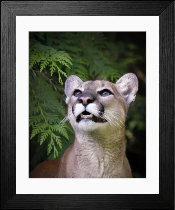 Framed Print : Mountain lion Framed Print : Mountain lion