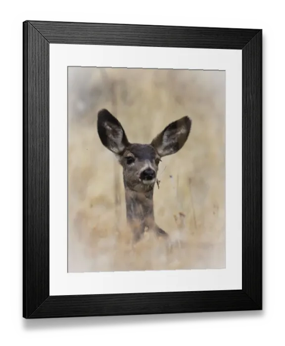 Framed Print : Mule Deer (Odocoileus hemionus) Fawn Framed Print : Mule Deer (Odocoileus hemionus) Fawn