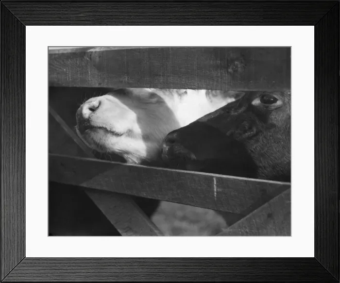 Framed Print : Curious Calves Framed Print : Curious Calves