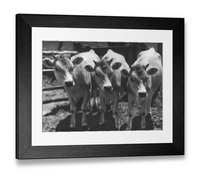 Framed Print : Jersey Triplets Framed Print : Jersey Triplets