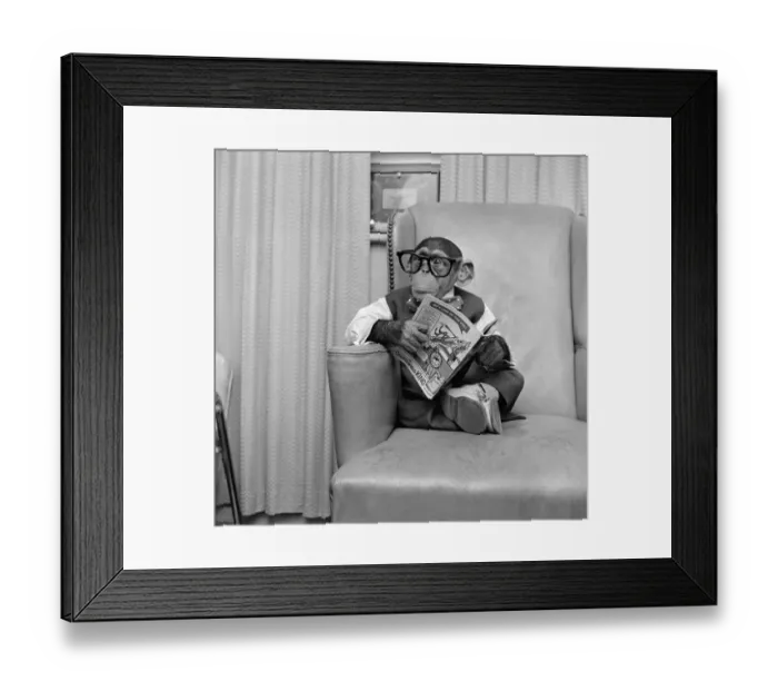 Framed Print : Clever Monkey Framed Print : Clever Monkey