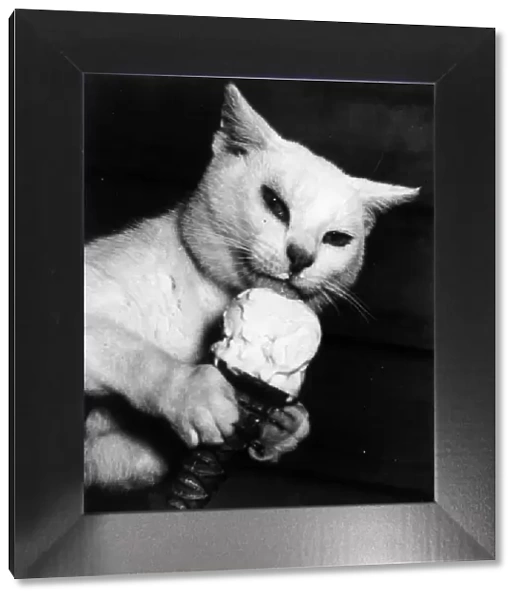 Cat Lick. 18th April 1952: Kippy a cat enjoys his daily ice-cream cone