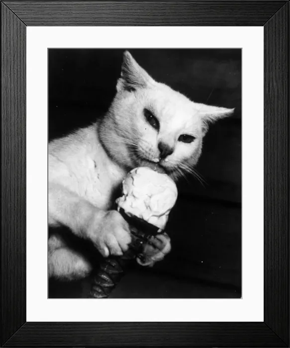 Framed Print : Cat Lick. 18th April 1952: Kippy a cat enjoys his daily ice-cream cone Framed Print : Cat Lick. 18th April 1952: Kippy a cat enjoys his daily ice-cream cone