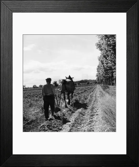 Framed Print : Viniculture