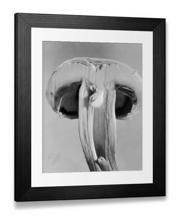 Framed Print : Split Mushroom Framed Print : Split Mushroom
