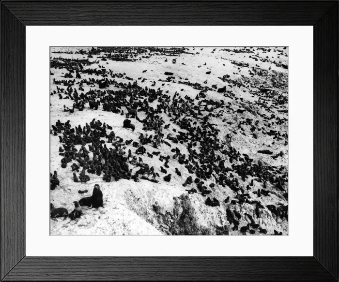 Framed Print : Seal Coloney Framed Print : Seal Coloney