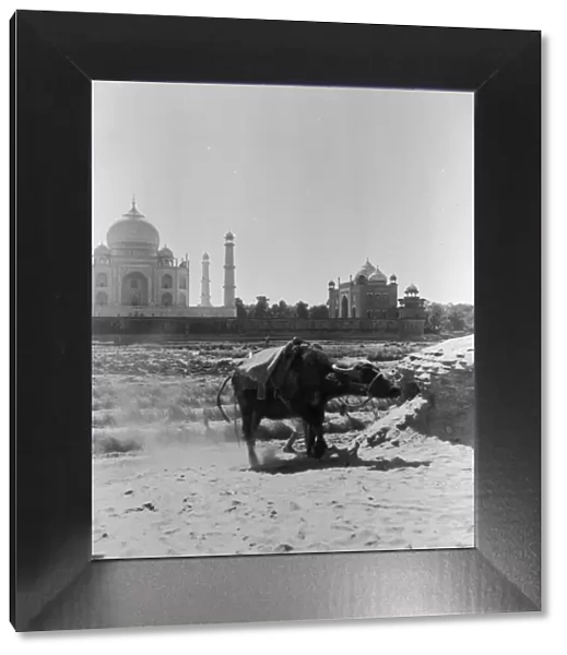 Contrasts. circa 1950: In the forefront a water buffalo stands beside a tilled field