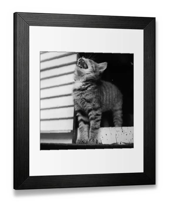 Framed Print : Kitten Yawning Framed Print : Kitten Yawning