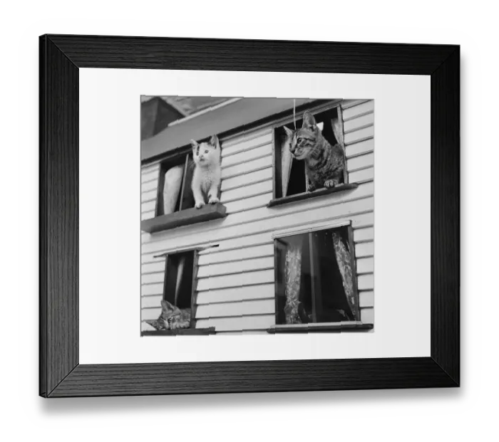 Framed Print : Kitten House Framed Print : Kitten House