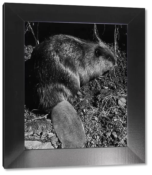 Alaskan Beaver