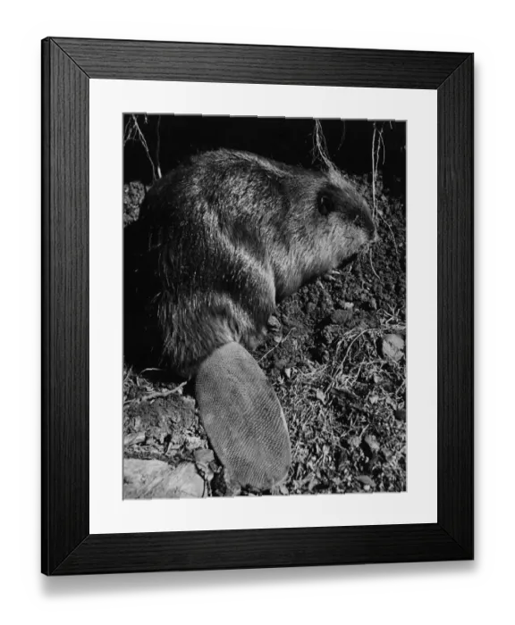 Framed Print : Alaskan Beaver Framed Print : Alaskan Beaver