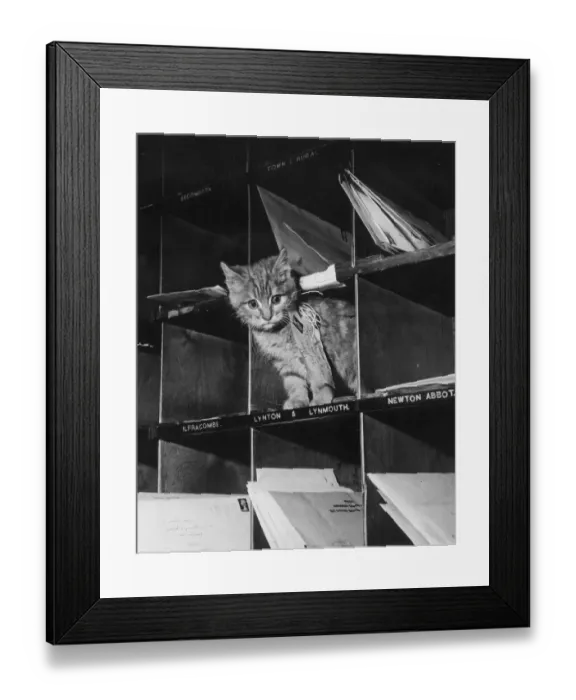 Framed Print : Pussy Cat Post Framed Print : Pussy Cat Post
