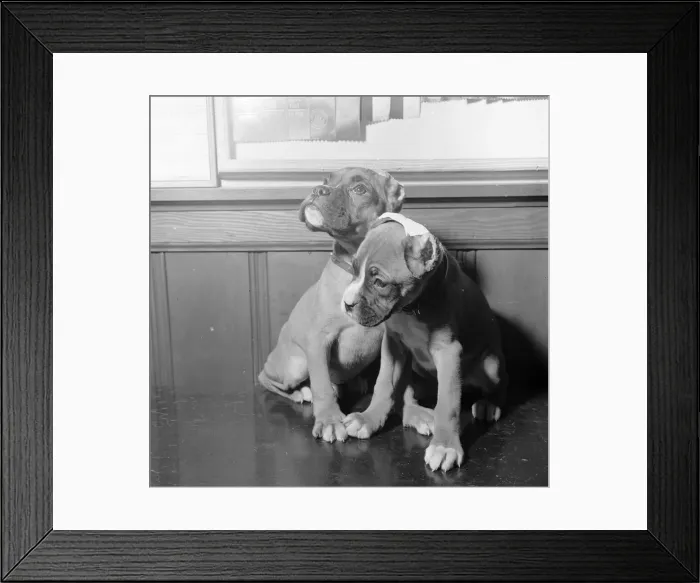 Framed Print : Boxer Puppies