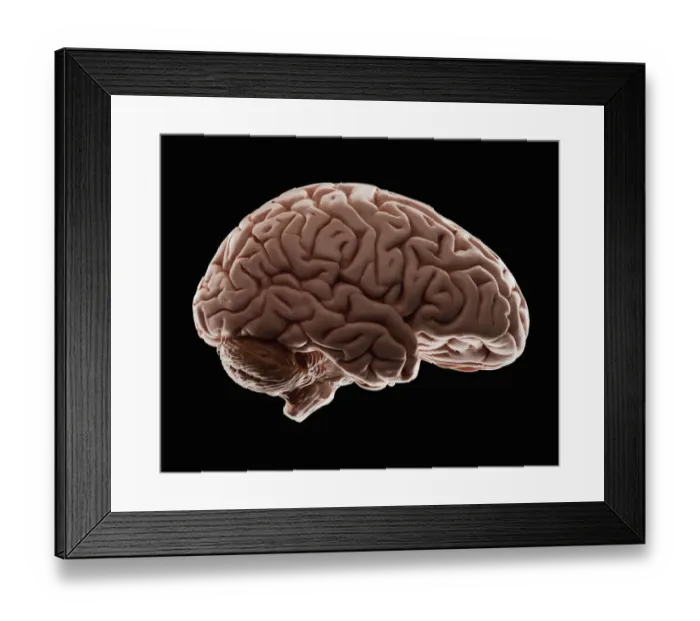 Framed Print : Model of human brain, studio shot Framed Print : Model of human brain, studio shot