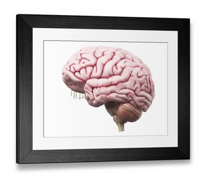 Framed Print : Human brain, artwork Framed Print : Human brain, artwork