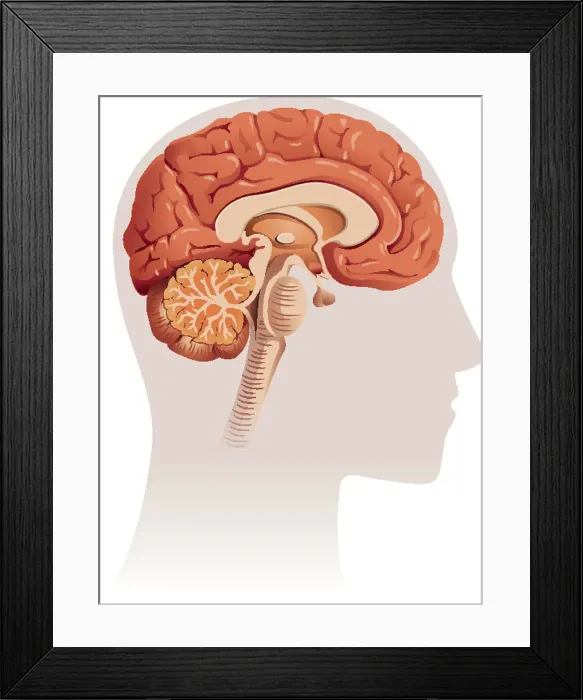 : brain artwork, 134106186 : brain artwork, 134106186