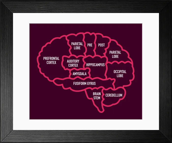 Framed Print : HumanBrain Framed Print : HumanBrain