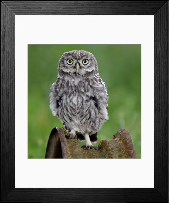 Framed Print : Portraait of owl Framed Print : Portraait of owl