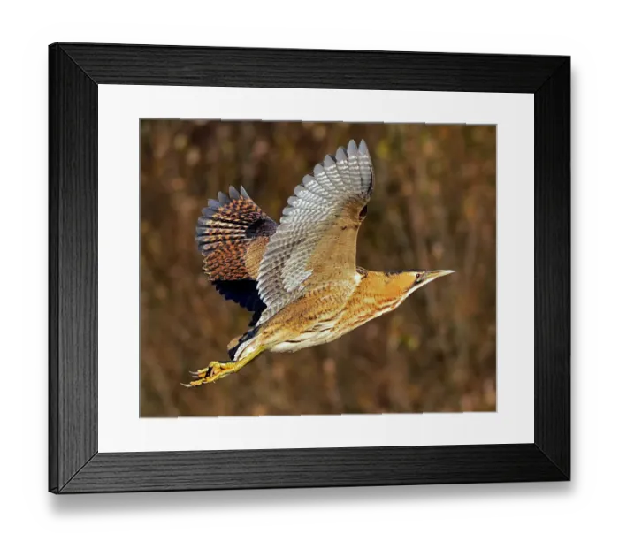 Framed Print : Bittern. In flight Framed Print : Bittern. In flight