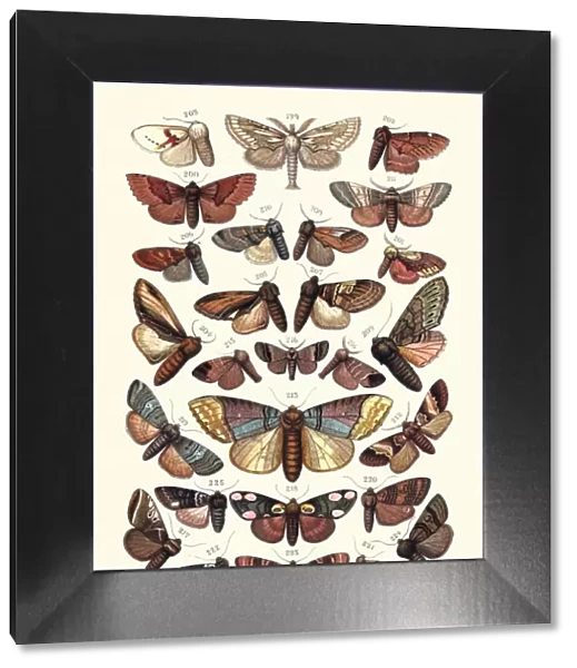 Moths, Insects, Kitten, Puss Moth, Lobster, Marbled Brown, Prominent, Chocolate Tip