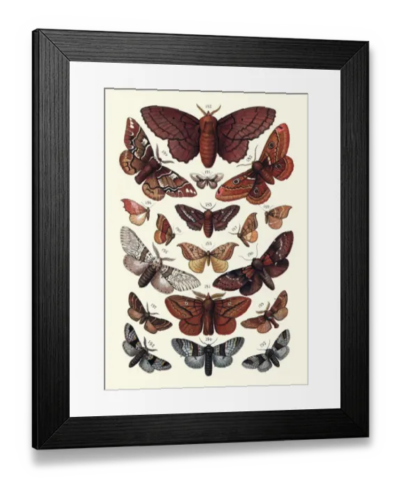 Framed Print : Moths, Insects, Lappet, Kentish glory, Emperor, Hook tip, Kitten, Plumed Prominent
