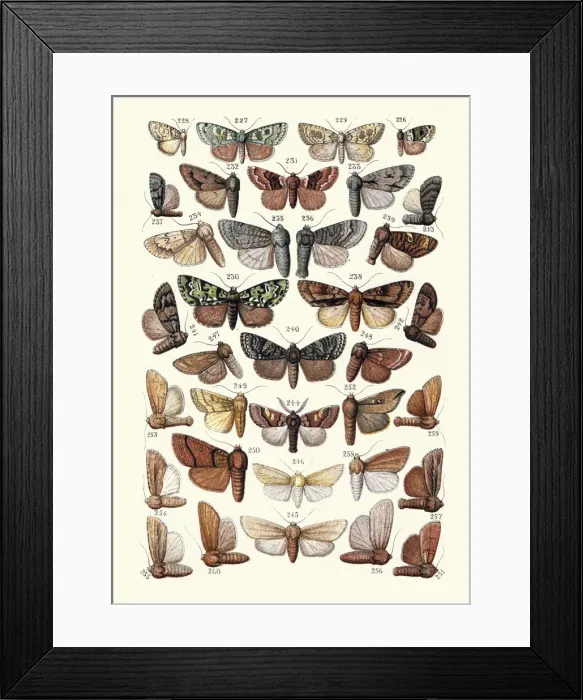 Framed Print : Moths, Insects, Lichen Beauty, Marbled Green, Cambridge Beauty, Tussock Framed Print : Moths, Insects, Lichen Beauty, Marbled Green, Cambridge Beauty, Tussock