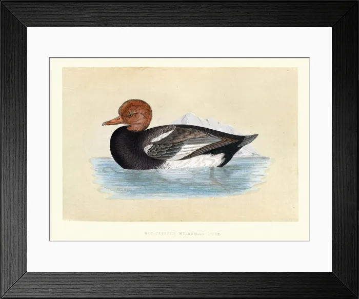 Framed Print : Red Crested Whistling Duck, Wildlife, Birds, ducks, Art Prints Framed Print : Red Crested Whistling Duck, Wildlife, Birds, ducks, Art Prints