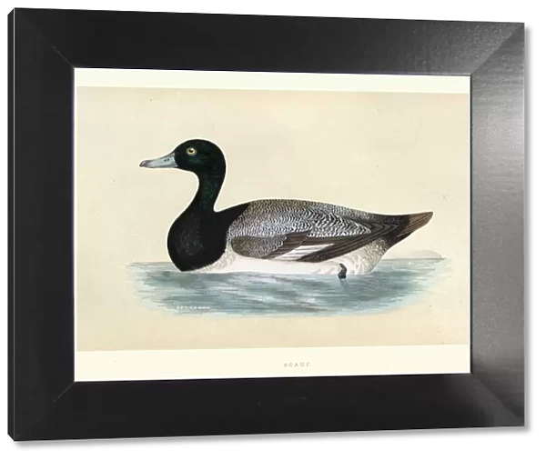 Greater scaup, Aythya marila, Wildlife, Birds, ducks, Art Prints