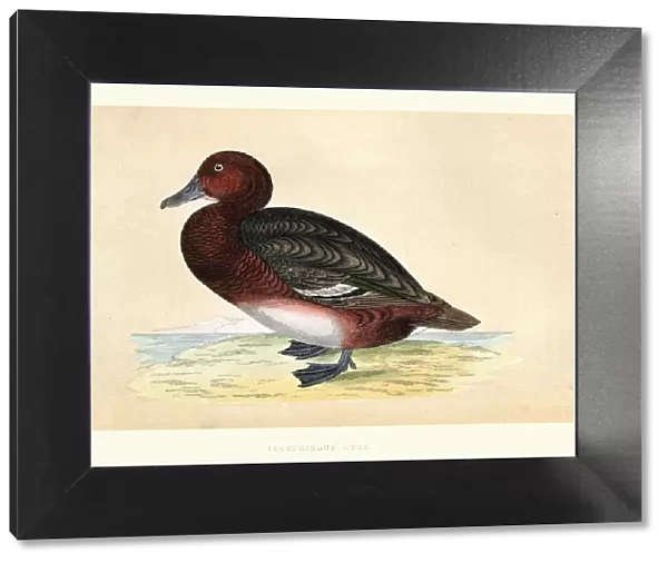 Ferruginous duck, Aythya nyroca, Wildlife, Birds, diving ducks, Art Prints
