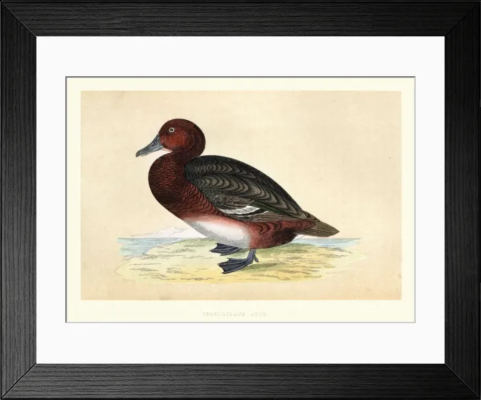 Framed Print : Ferruginous duck, Aythya nyroca, Wildlife, Birds, diving ducks, Art Prints Framed Print : Ferruginous duck, Aythya nyroca, Wildlife, Birds, diving ducks, Art Prints