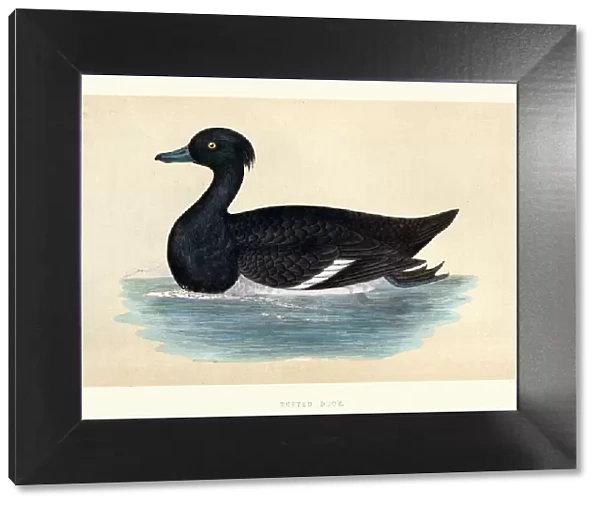 Tufted duck, Aythya fuligula, Wildlife, Birds, Diving ducks, Art Prints