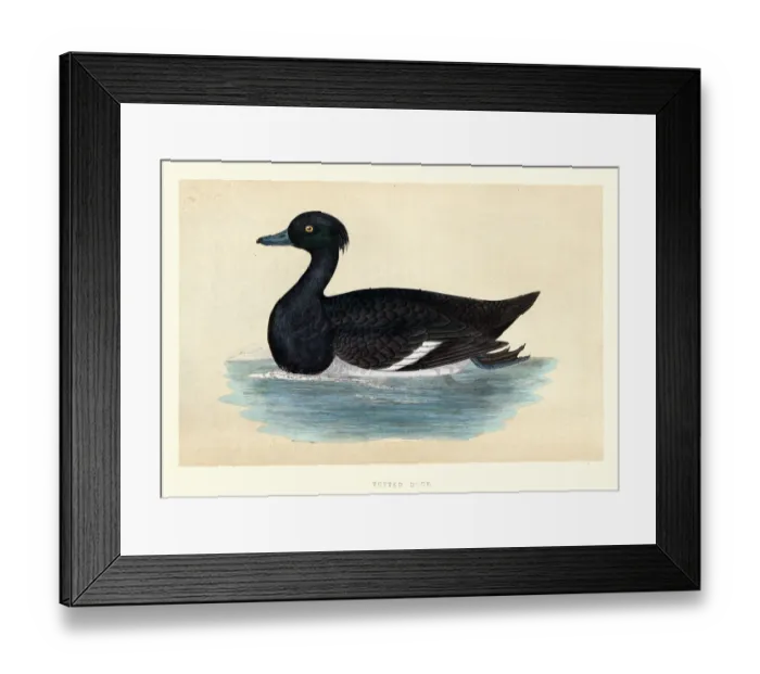 Framed Print : Tufted duck, Aythya fuligula, Wildlife, Birds, Diving ducks, Art Prints Framed Print : Tufted duck, Aythya fuligula, Wildlife, Birds, Diving ducks, Art Prints
